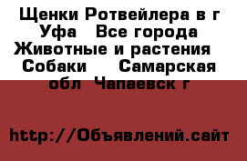 Щенки Ротвейлера в г.Уфа - Все города Животные и растения » Собаки   . Самарская обл.,Чапаевск г.